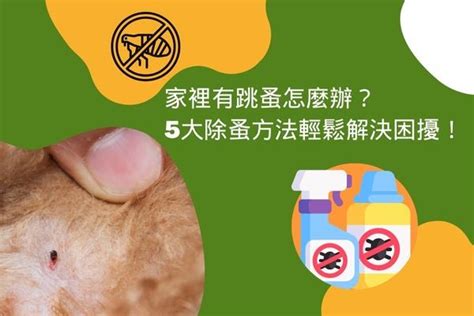 家蚤|家裡、辦公室有跳蚤怎麼辦？教你除跳蚤5大方法，輕鬆解決困擾！